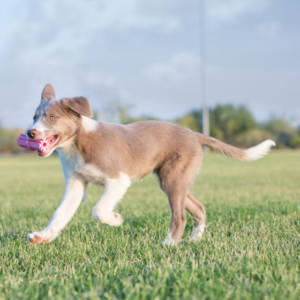 KONG Puppy Teething Stick Small - Image 3