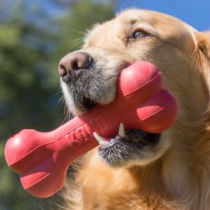 KONG Goodie Bone Small εώς 9kg - Image 2