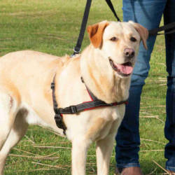 TRIXIE Σαμαράκι Εκπαίδευσης Training Harness Lead'n'Walk Soft - Image 2