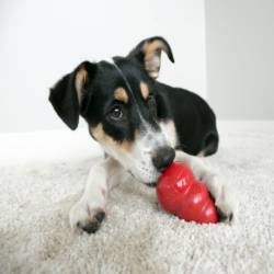 KONG Classic Large 13-30kg - Image 2
