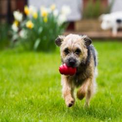 KONG Classic Medium 7-16kg - Image 2