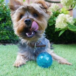Rosewood Biosafe Puppy Treat Ball Παιχνίδι Απασχόλησης - Image 2