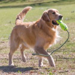 KONG Airdog Squeakair Stick - Image 2