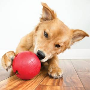 KONG Biscuit Ball Large 13-30kg - Image 2