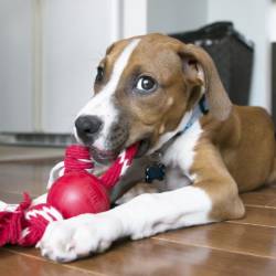 KONG Ball with Rope - Image 2
