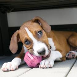 KONG Puppy Activity Ball Small - Image 2