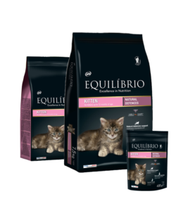 EQUILIBRIO Kittens
