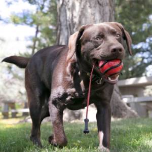 KONG Wavz Bunjiball Large - Image 2