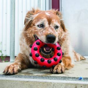 KONG Dotz Circle - Image 2