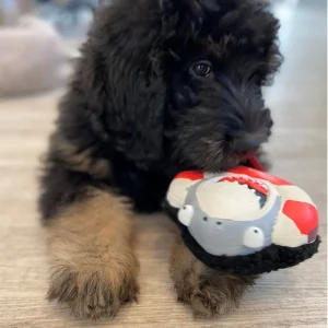 Παιχνίδι Max & Molly Snuggles Frenzy The Shark 15cm - Image 2